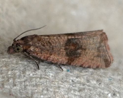 Barred Marble Celypha striana