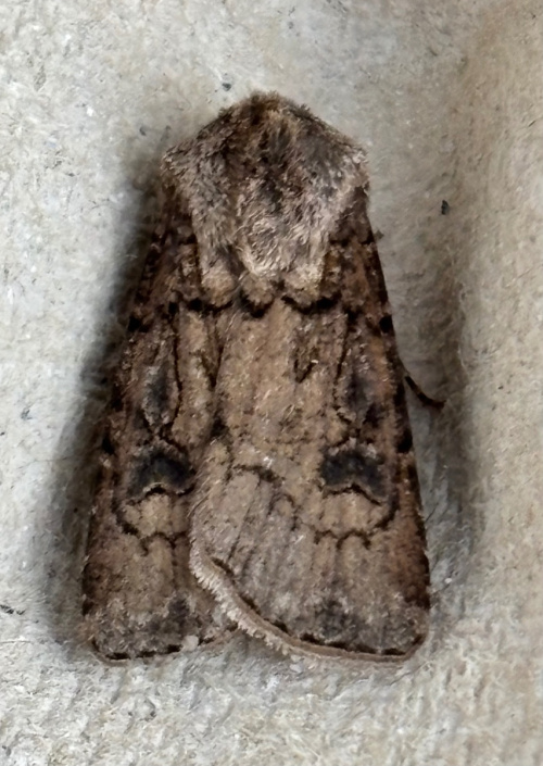 Turnip Moth Agrotis segetum