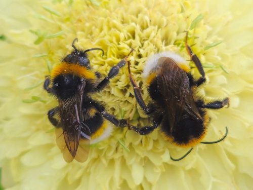 Vestal Cuckoo Bee Bombus vestalis