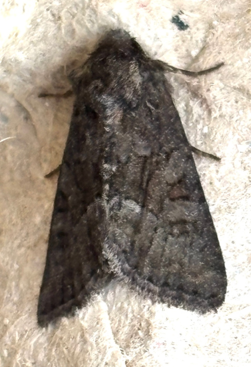 Marbled Minor agg. Oligia strigilis agg.