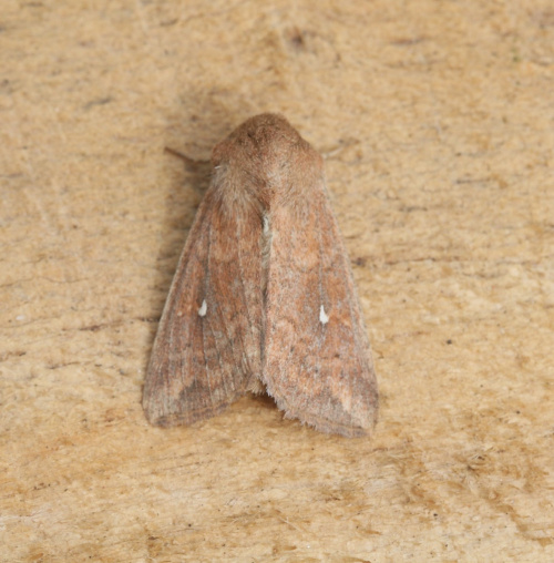 White-point Mythimna albipuncta