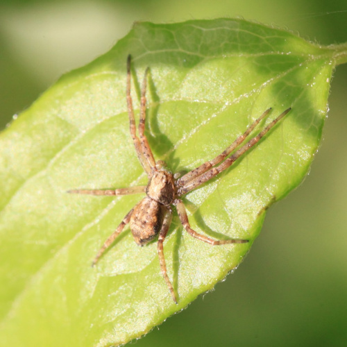  Philodromus