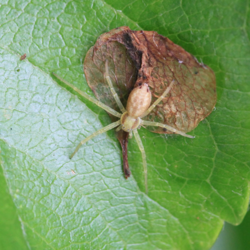  Philodromus