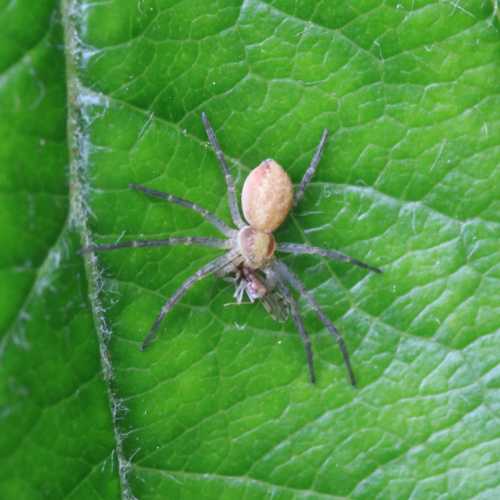  Philodromus