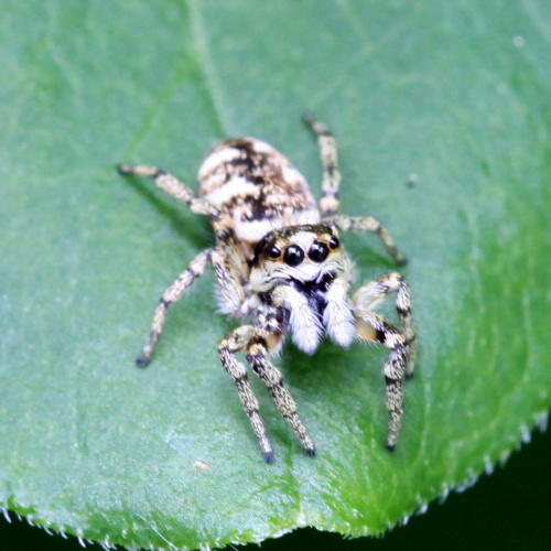  Salticus scenicus