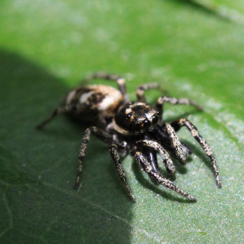  Salticus scenicus