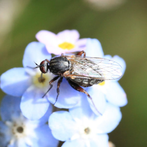  Empis femorata