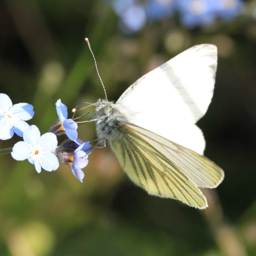 Green-veined White Pieris napi