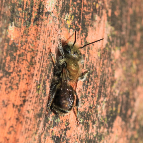 Blue Mason Bee Osmia caerulescens