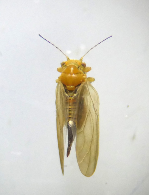  Chamaepsylla hartigi