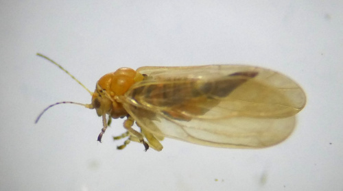  Chamaepsylla hartigi