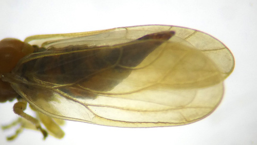  Chamaepsylla hartigi