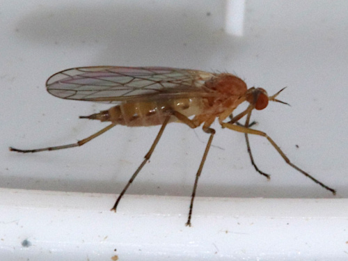  Empis scutellata