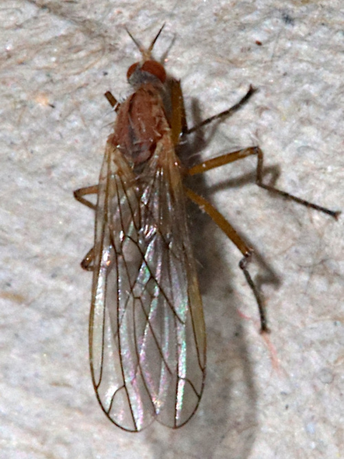  Empis scutellata