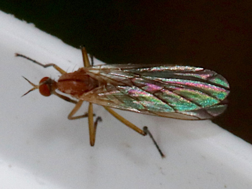  Empis scutellata