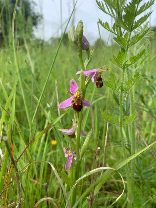 Bee Orchid Ophrys apifera