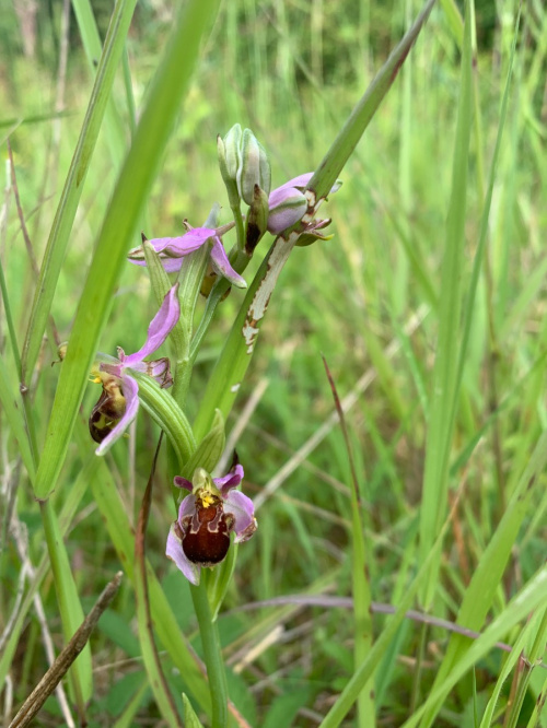 Bee Orchid Ophrys apifera