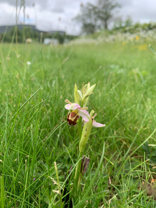Bee Orchid Ophrys apifera