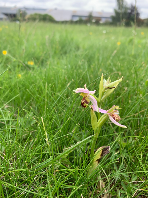 Bee Orchid Ophrys apifera