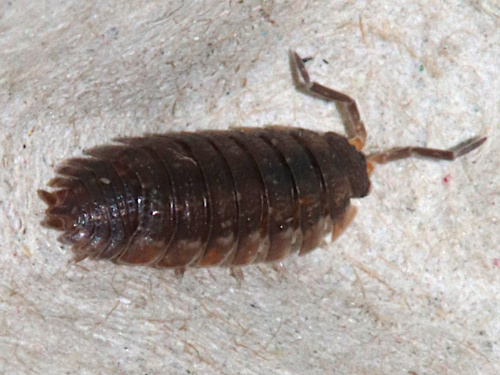 Common Rough Woodlouse Porcellio scaber