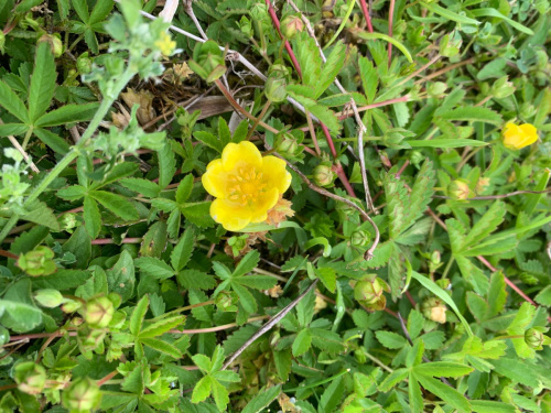Creeping Cinquefoil Potentilla reptans