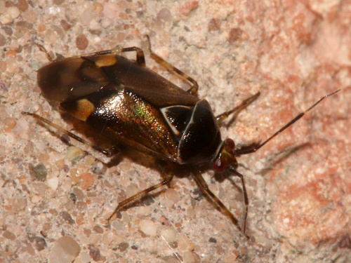  Deraeocoris (Deraeocoris) flavilinea