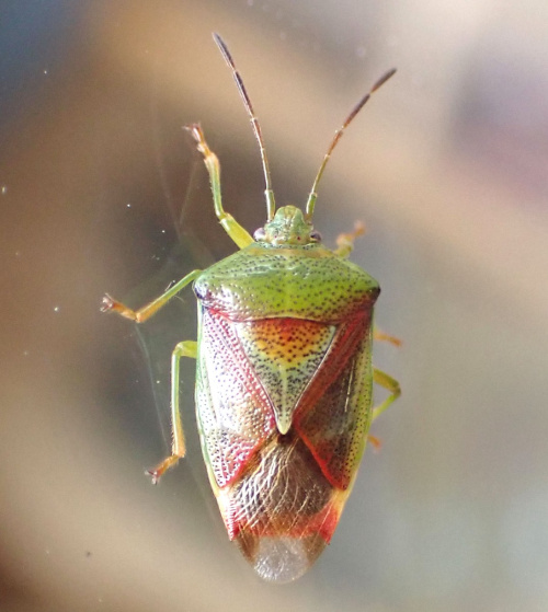 Birch Shieldbug Elasmostethus interstinctus