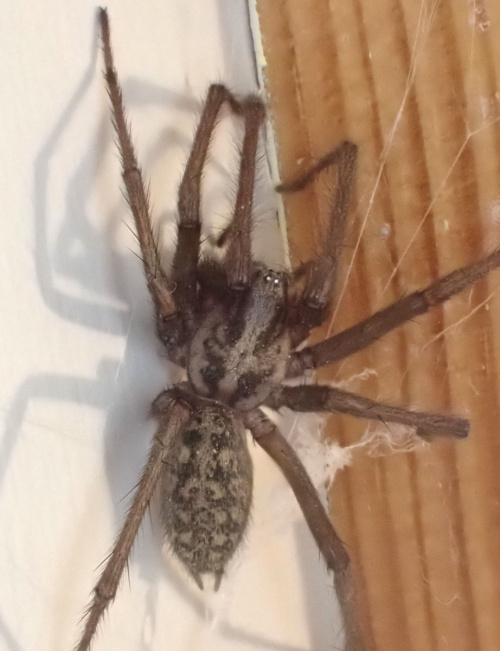  Eratigena