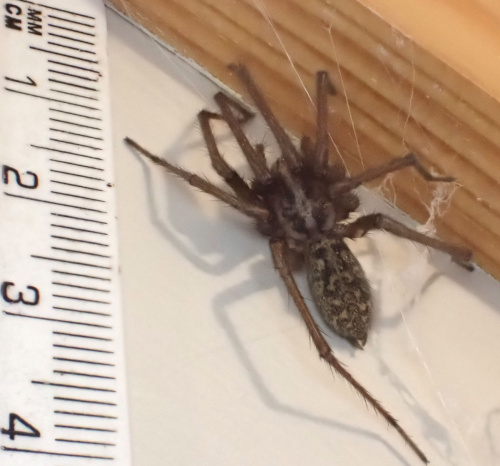  Eratigena