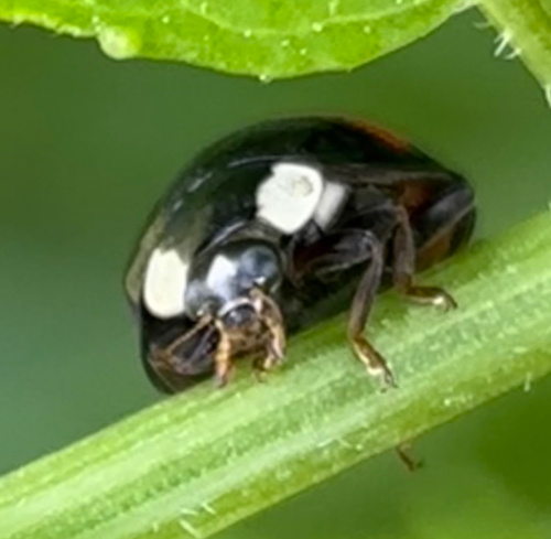 Harlequin Ladybird Harmonia axyridis