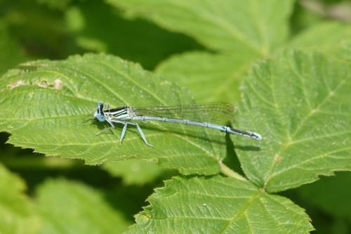 White-legged Damselfly Platycnemis pennipes