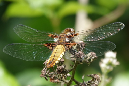 Broad-bodied Chaser Libellula depressa