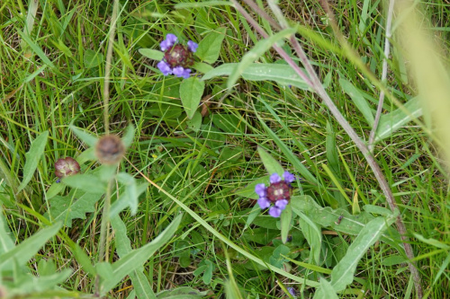 Selfheal Prunella vulgaris