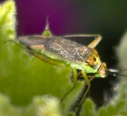  Closterotomus trivialis