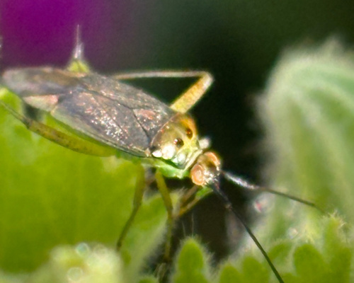  Closterotomus trivialis