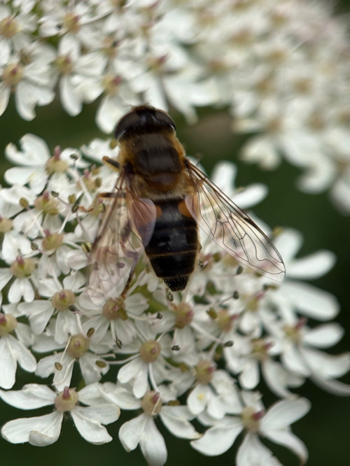  Eristalis pertinax