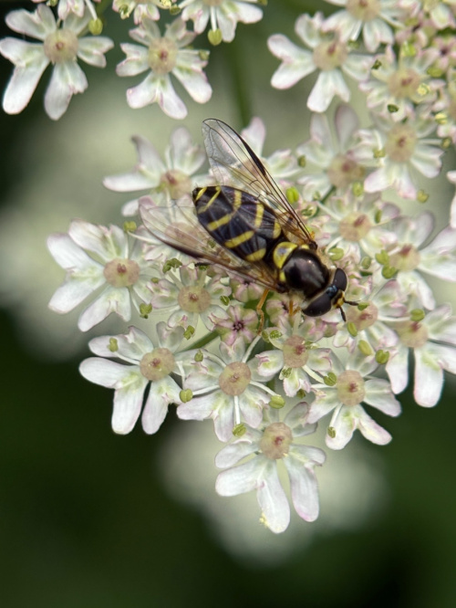  Dasysyrphus albostriatus