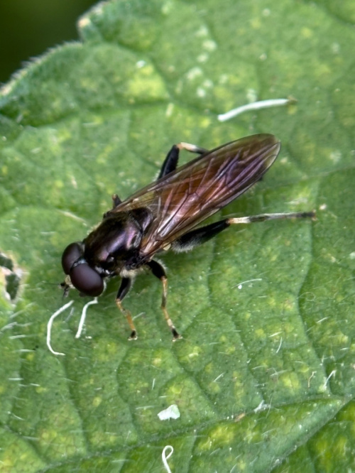  Xylota segnis