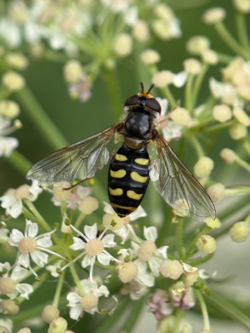  Eupeodes luniger