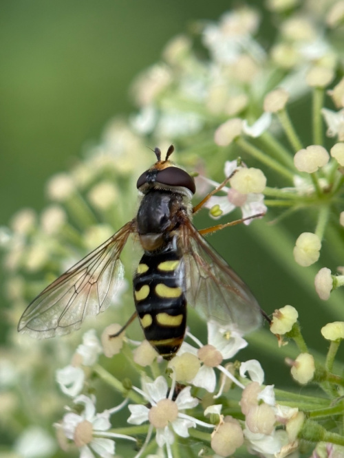  Eupeodes luniger
