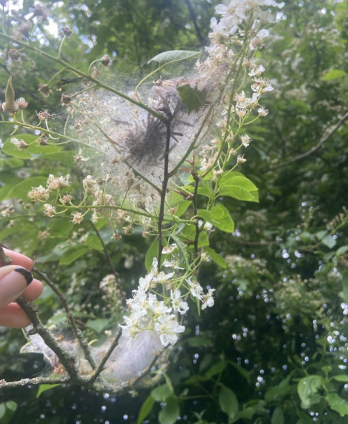 Bird-cherry Ermine Yponomeuta evonymella