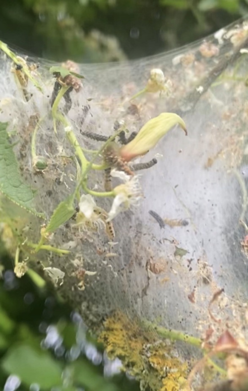 Bird-cherry Ermine Yponomeuta evonymella