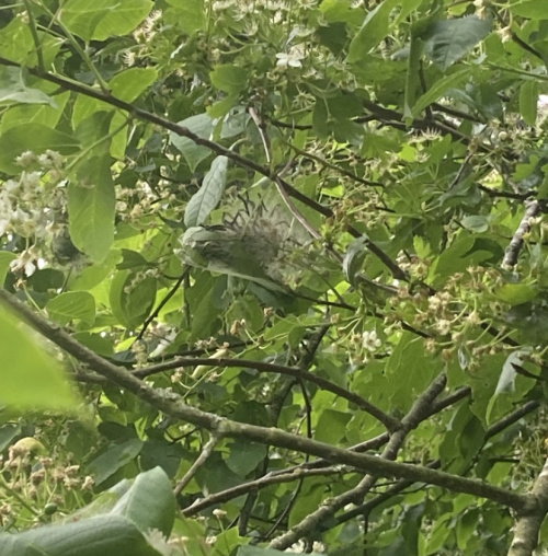 Bird-cherry Ermine Yponomeuta evonymella
