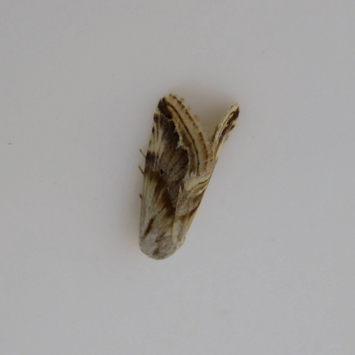 Purple Marbled Eublemma ostrina