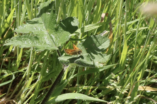 Large Skipper Ochlodes sylvanus