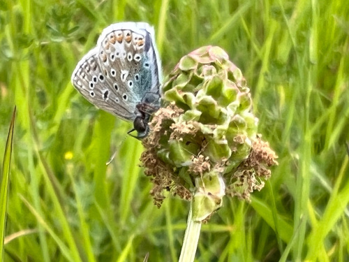 Salad Burnet Poterium sanguisorba