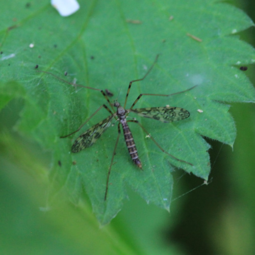  Epiphragma ocellare