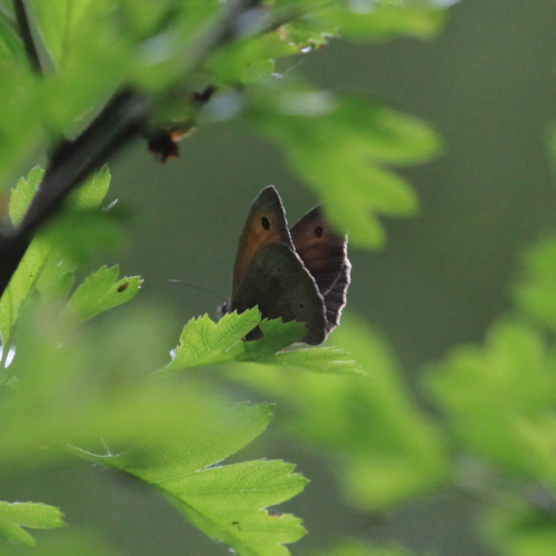 アイドル [MINYYUNY] Flower Butterfly Black/Brown MINYYUNY] Flower Butterfly Black/Brown 【公式通販】