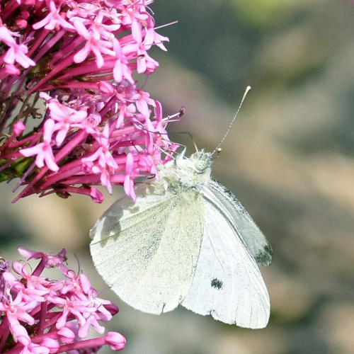 Small White Pieris rapae