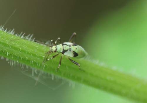  Calocoris (Calocoris) alpestris